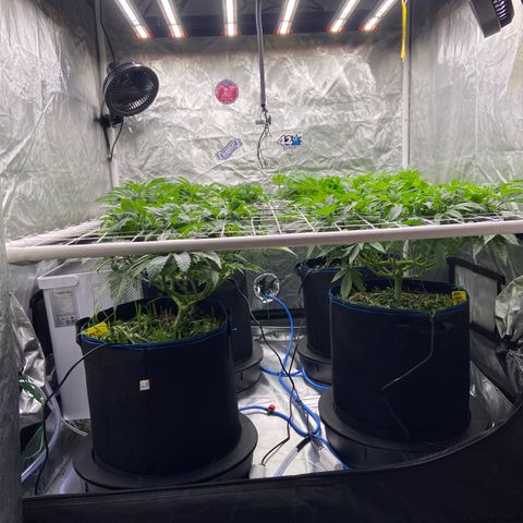 Blueberry Pancake growlog timeline photo