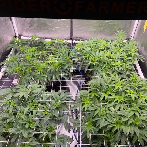 Blueberry Pancake growlog timeline photo