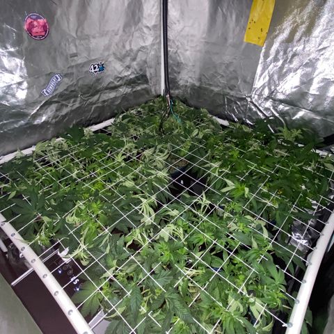 Blueberry Pancake growlog timeline photo