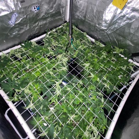 Blueberry Pancake growlog timeline photo