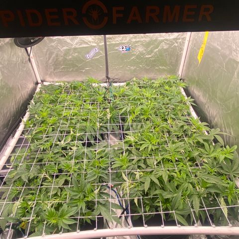 Blueberry Pancake growlog timeline photo