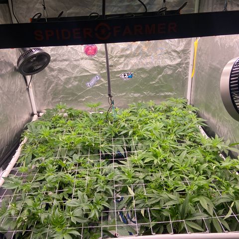 Blueberry Pancake growlog timeline photo