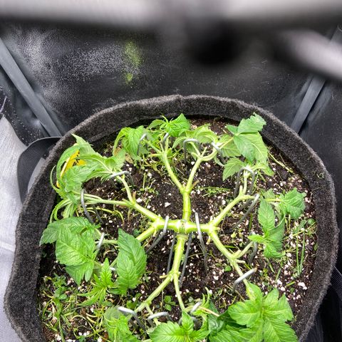 Alienz growlog timeline photo