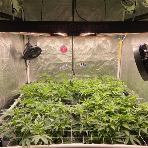 Blueberry Pancake growlog timeline photo