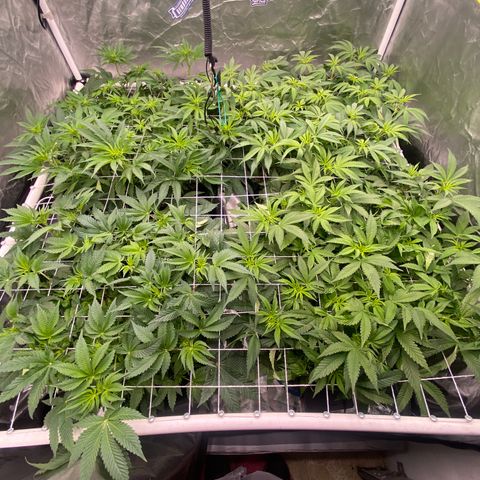 Blueberry Pancake growlog timeline photo