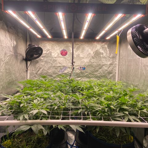 Blueberry Pancake growlog timeline photo