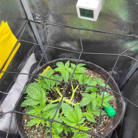 Alienz growlog timeline photo