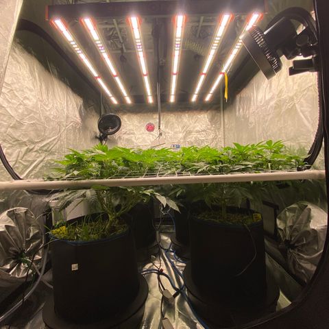 Blueberry Pancake growlog timeline photo