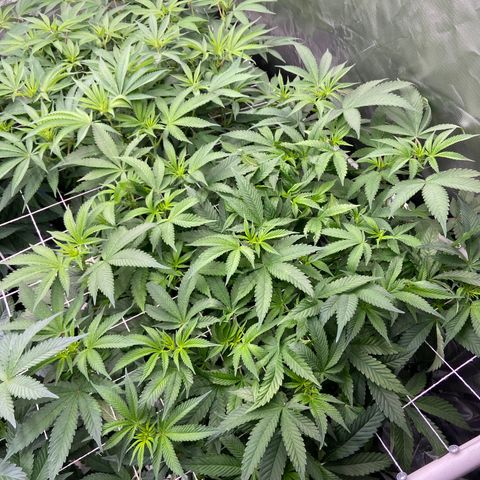 Blueberry Pancake growlog timeline photo