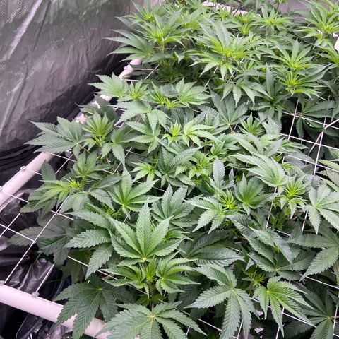 Blueberry Pancake growlog timeline photo