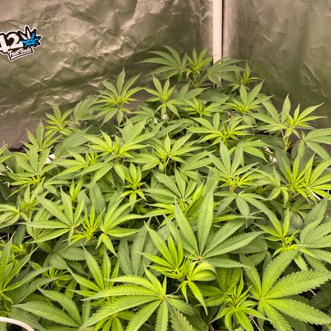 Blueberry Pancake growlog timeline photo