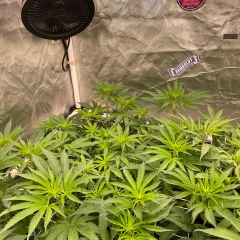 Blueberry Pancake growlog timeline photo