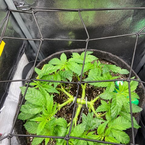 Blueberry Pancake growlog timeline photo