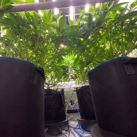 Blueberry Pancake growlog timeline photo