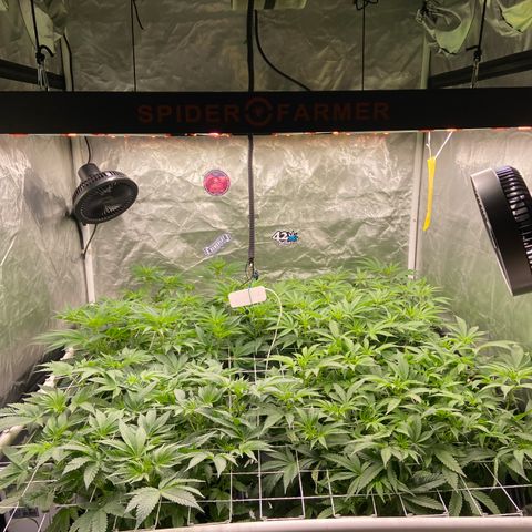 Blueberry Pancake growlog timeline photo