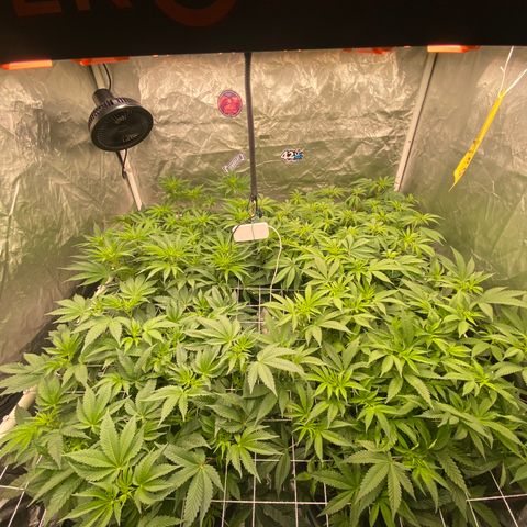 Blueberry Pancake growlog timeline photo