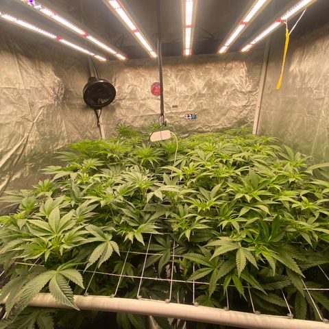 Blueberry Pancake growlog timeline photo