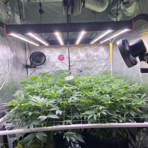 Blueberry Pancake growlog timeline photo