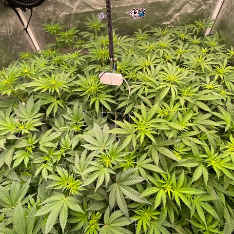 Blueberry Pancake growlog timeline photo