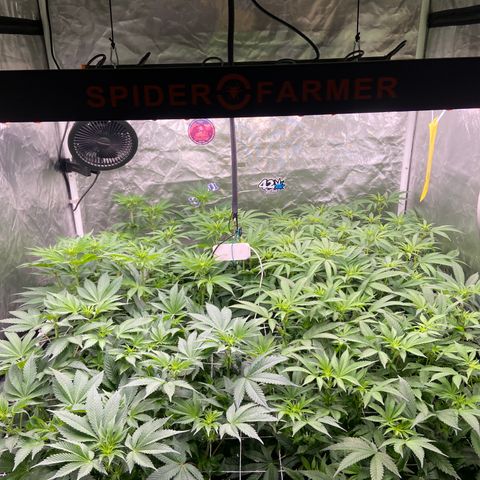 Blueberry Pancake growlog timeline photo