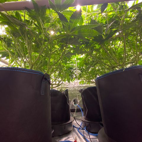 Blueberry Pancake growlog timeline photo