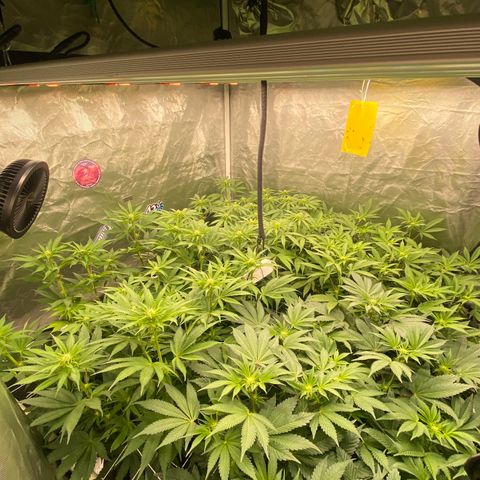 Blueberry Pancake growlog timeline photo