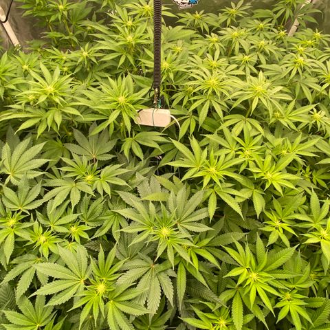 Blueberry Pancake growlog timeline photo