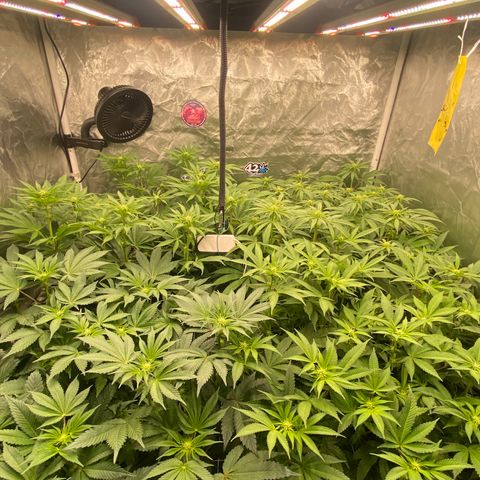 Blueberry Pancake growlog timeline photo