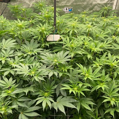 Blueberry Pancake growlog timeline photo