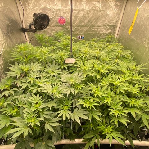 Blueberry Pancake growlog timeline photo