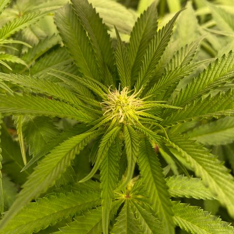 Blueberry Pancake growlog timeline photo