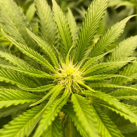 Blueberry Pancake growlog timeline photo