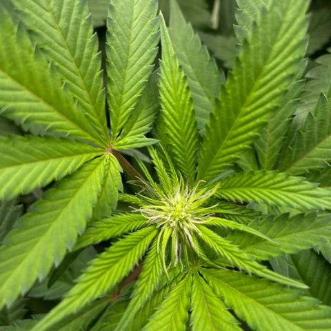 Blueberry Pancake growlog timeline photo