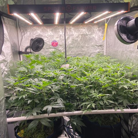 Blueberry Pancake growlog timeline photo