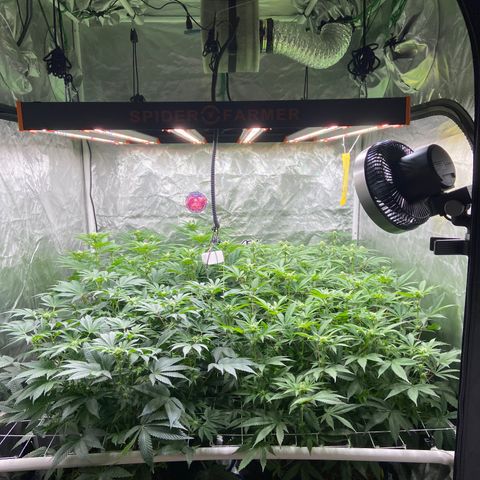 Blueberry Pancake growlog timeline photo