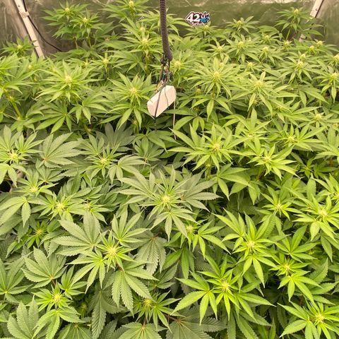 Blueberry Pancake growlog timeline photo