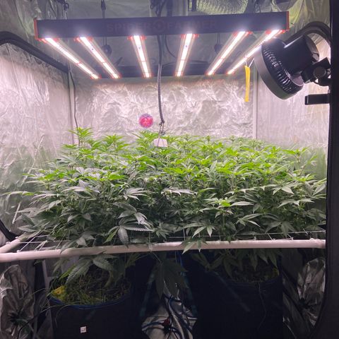 Blueberry Pancake growlog timeline photo