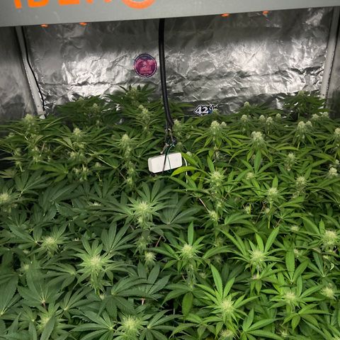 Blueberry Pancake growlog timeline photo