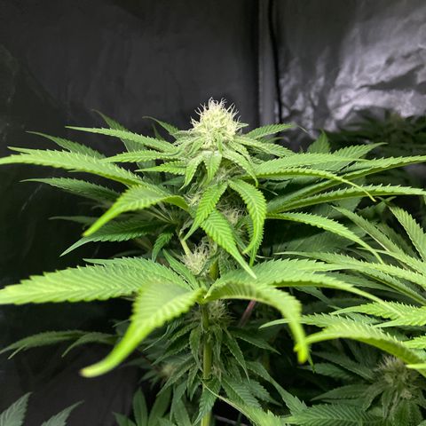 Blueberry Pancake growlog timeline photo