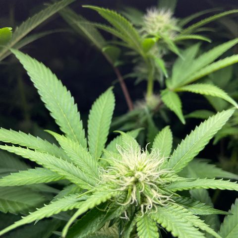 Blueberry Pancake growlog timeline photo