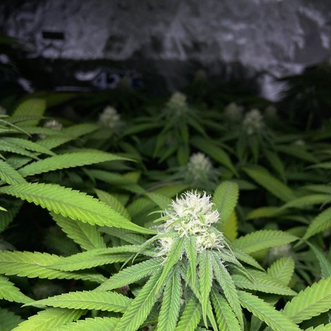 Blueberry Pancake growlog timeline photo