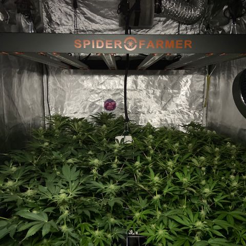 Blueberry Pancake growlog timeline photo