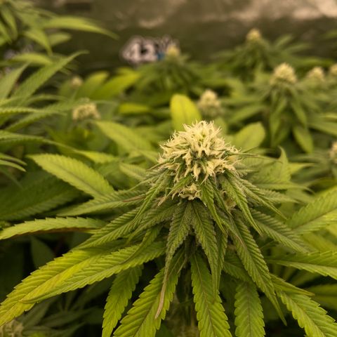 Blueberry Pancake growlog timeline photo