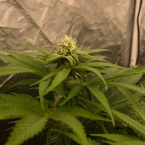 Blueberry Pancake growlog timeline photo