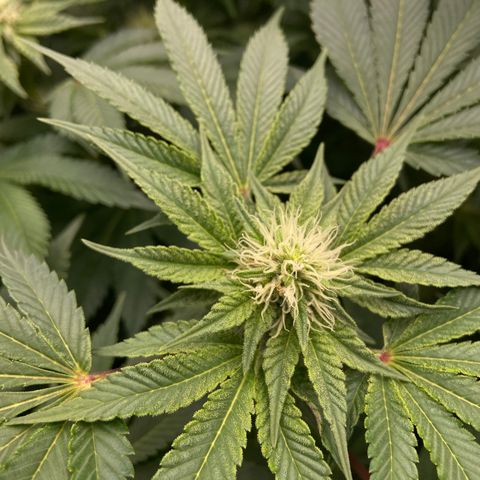 Blueberry Pancake growlog timeline photo