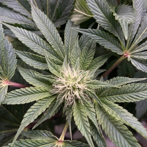 Blueberry Pancake growlog timeline photo