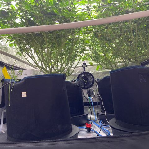 Blueberry Pancake growlog timeline photo