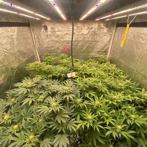 Blueberry Pancake growlog timeline photo