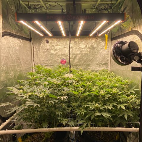 Blueberry Pancake growlog timeline photo