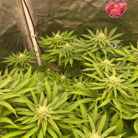 Blueberry Pancake growlog timeline photo